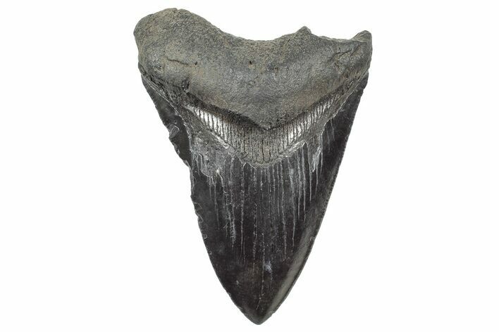 Fossil Megalodon Tooth - South Carolina #325718